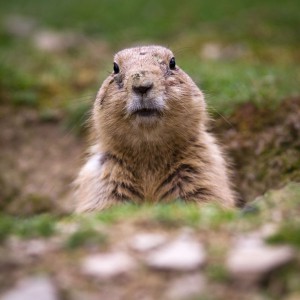 Groundhog Day dawns every day for end users stuck with old reporting solutions that lack self-service business intelligence and visualizations.