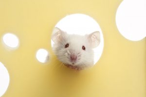 Researchers activate kill switch on mice