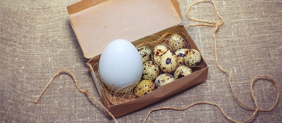 One giant goose egg among tiny quail eggs.